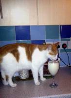 Cat, milk, ginger, love, kitty