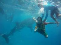 whale shark in oslob, cebu
