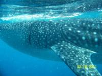 #whaleshark