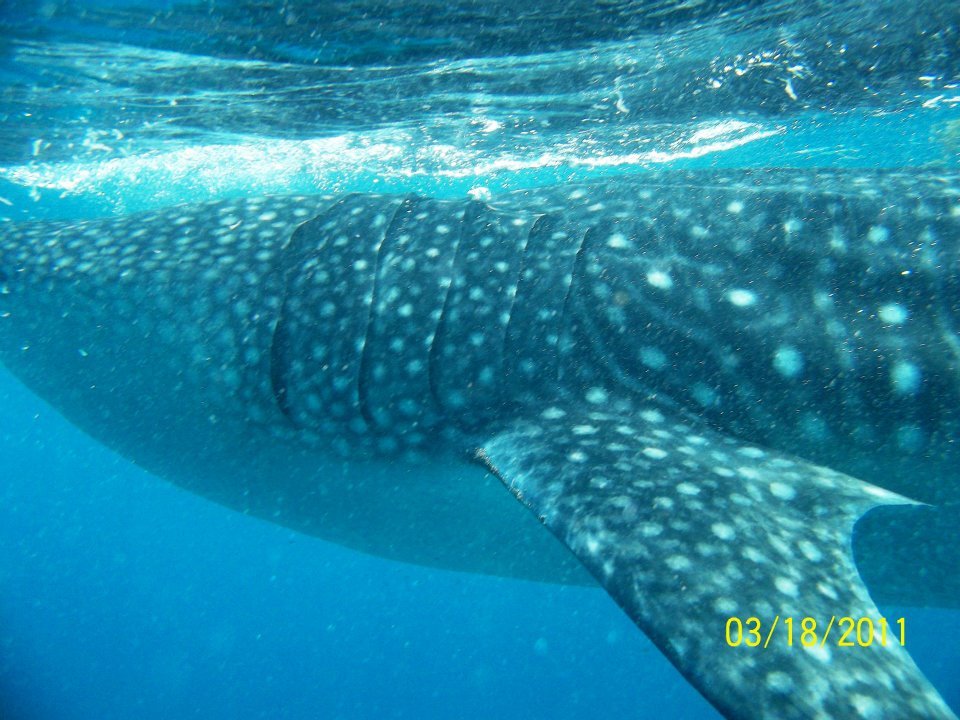 #whaleshark