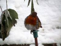 Robin, Snow, Baby