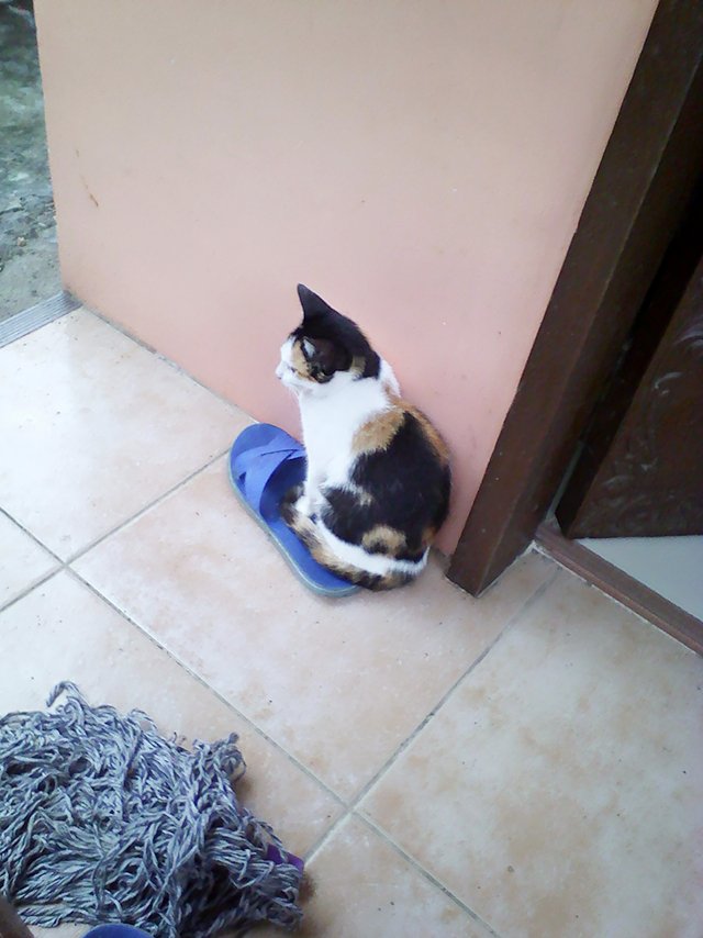 gezmo1, feeling cold