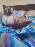 Fluffee, our male ragdoll