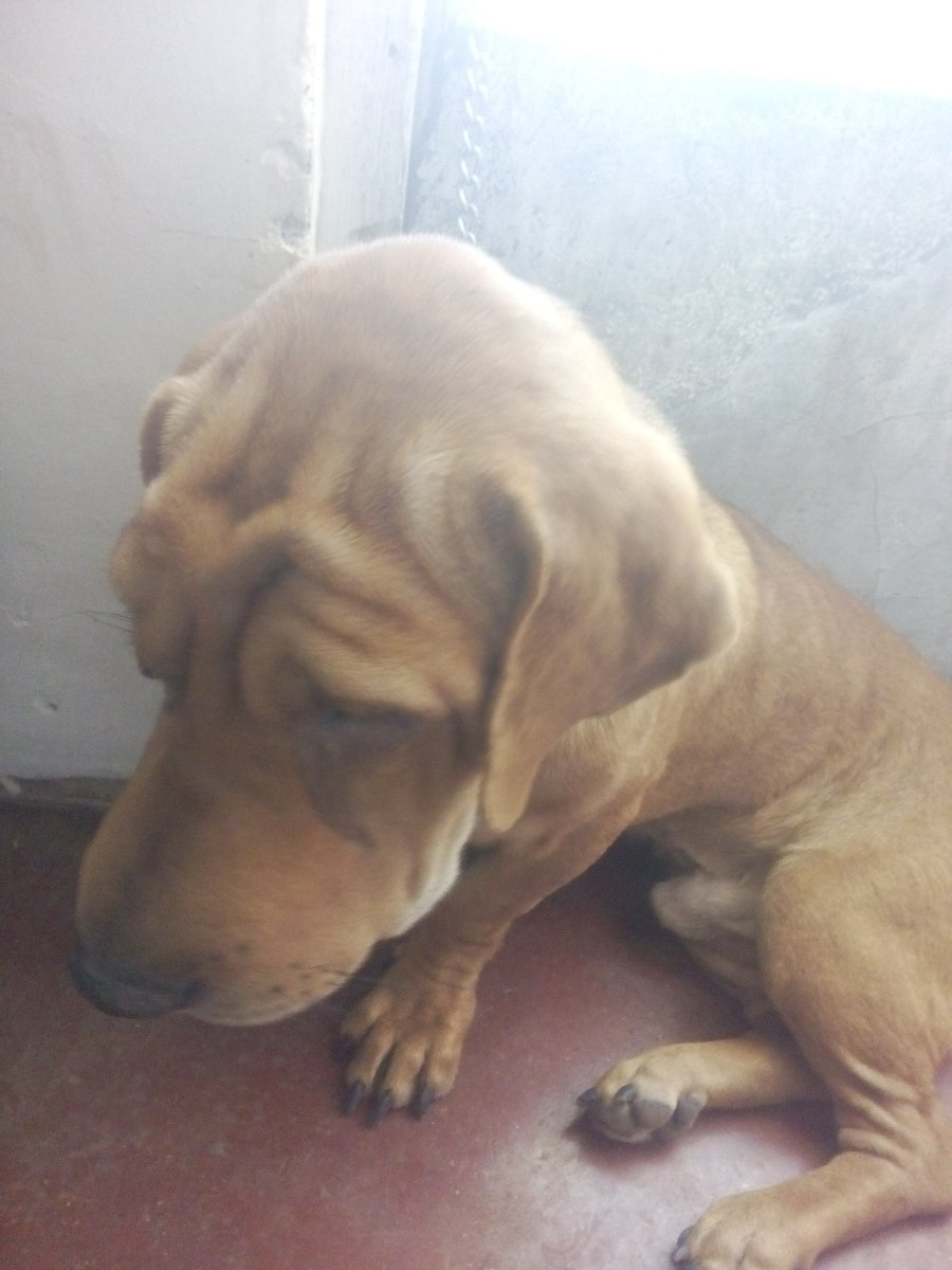 dog