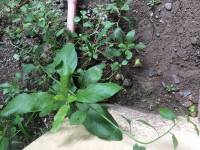 Plants