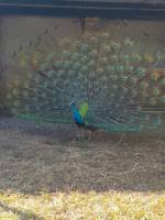 peacock,beautiful