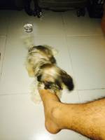 Pet