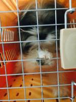 Pet