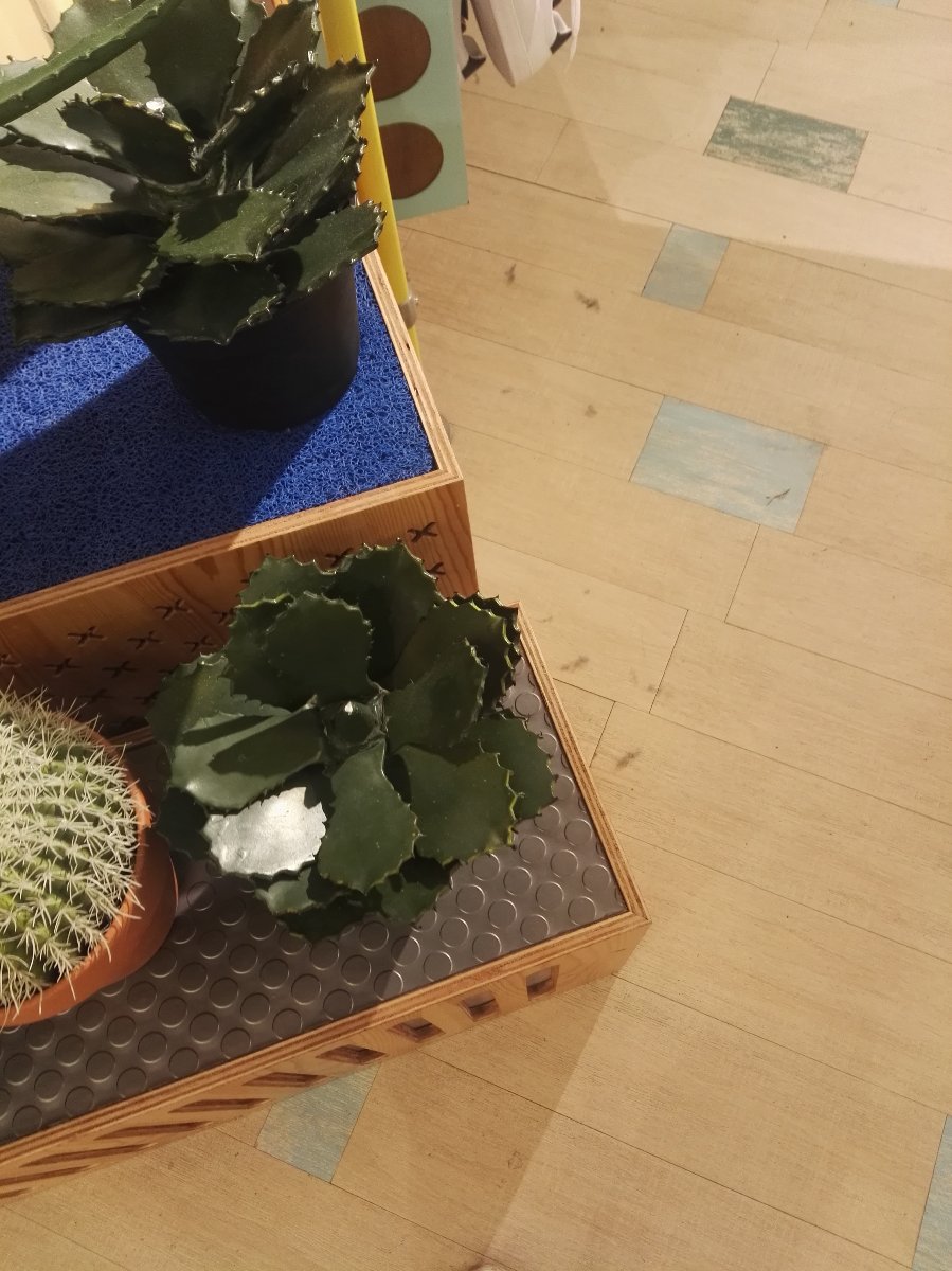 Cactus
