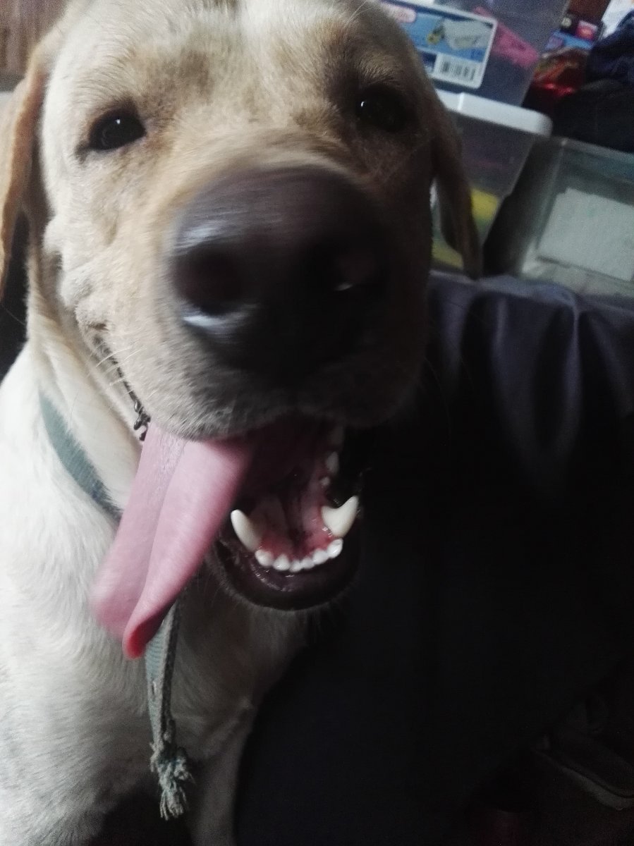 Happy doggy