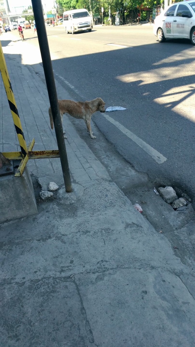Please love your dogs