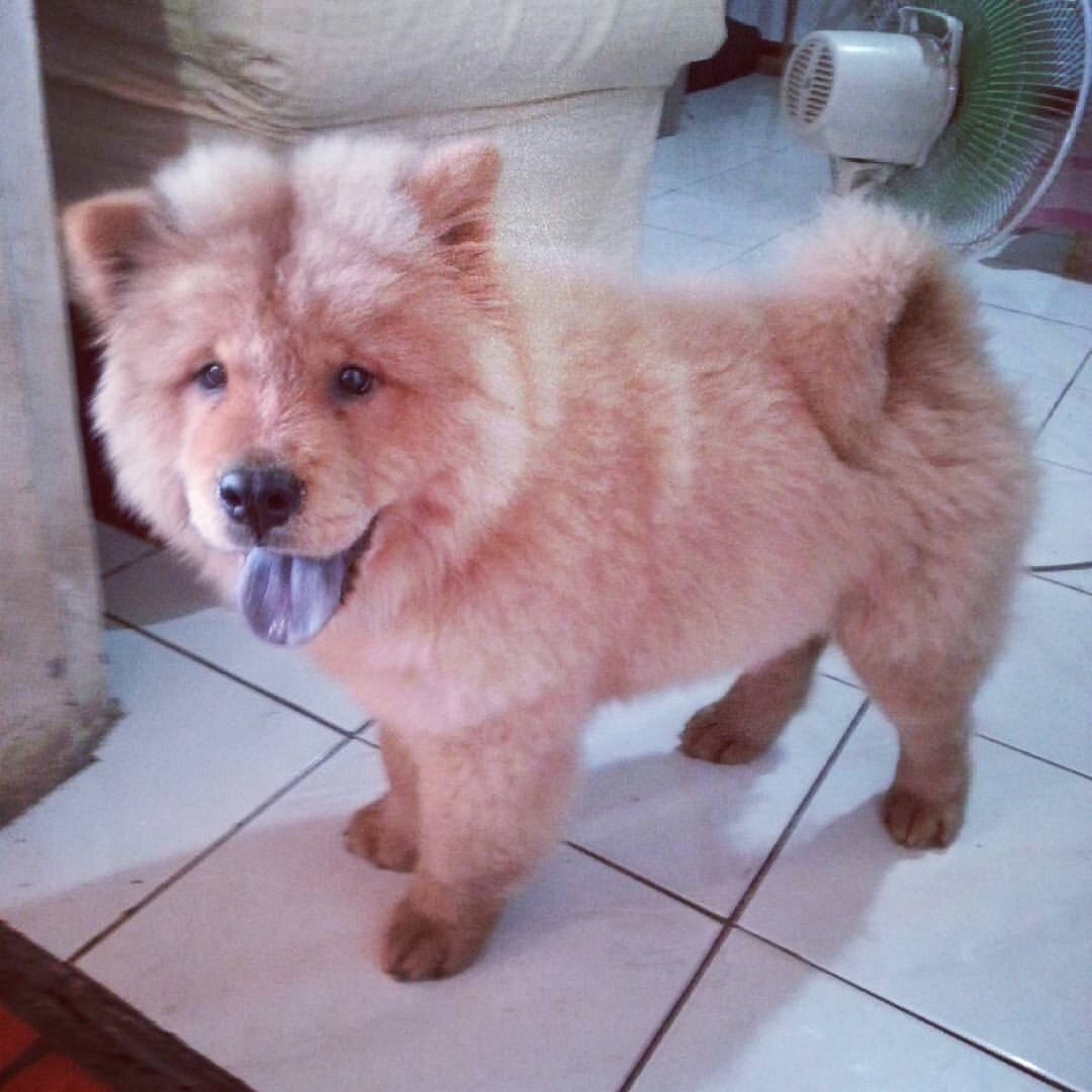 So fluffy