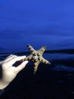 Patrick the starfish