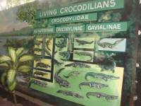 Types of crocodiles