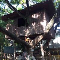 Childrens tree house