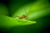 insect, life, nature, green, single