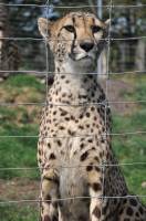 wild, life, cheetah