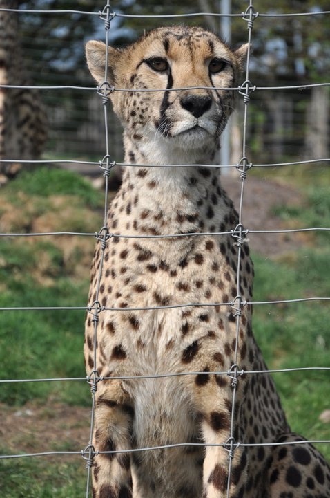 wild, life, cheetah