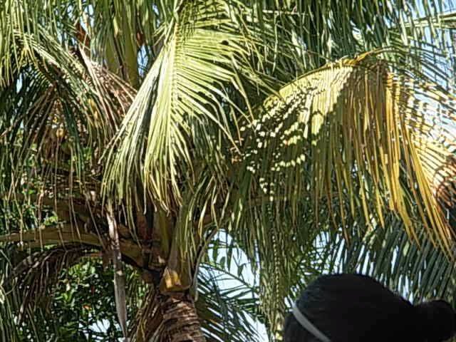 coconut tree