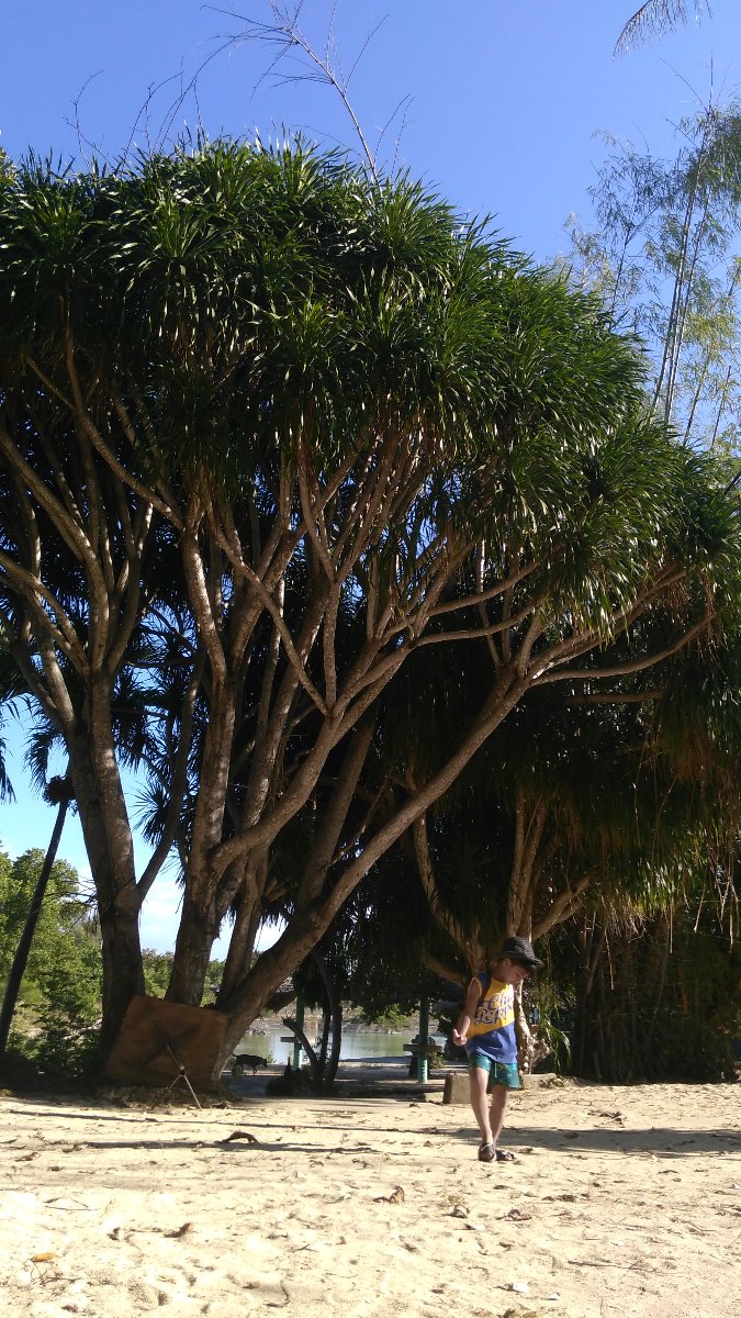 dancing under the tree 