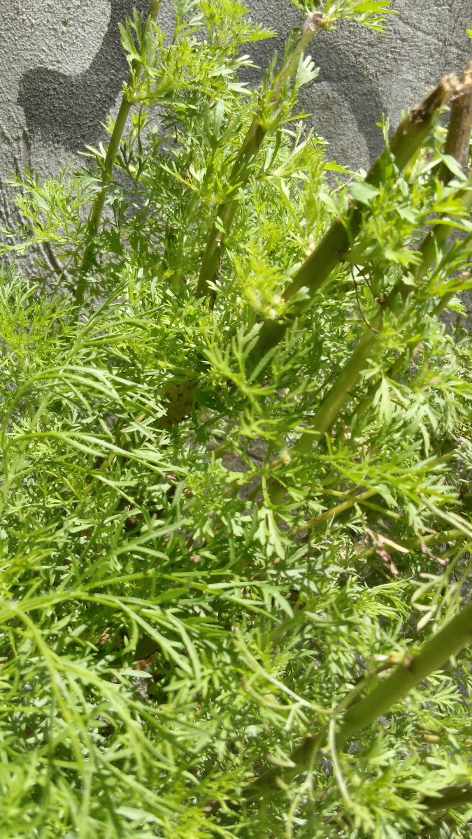 green, good for the eyes