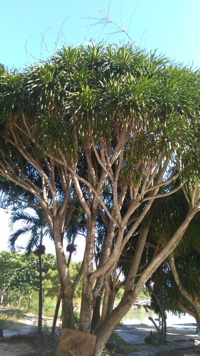 just love to stay where thete are lots of trees 