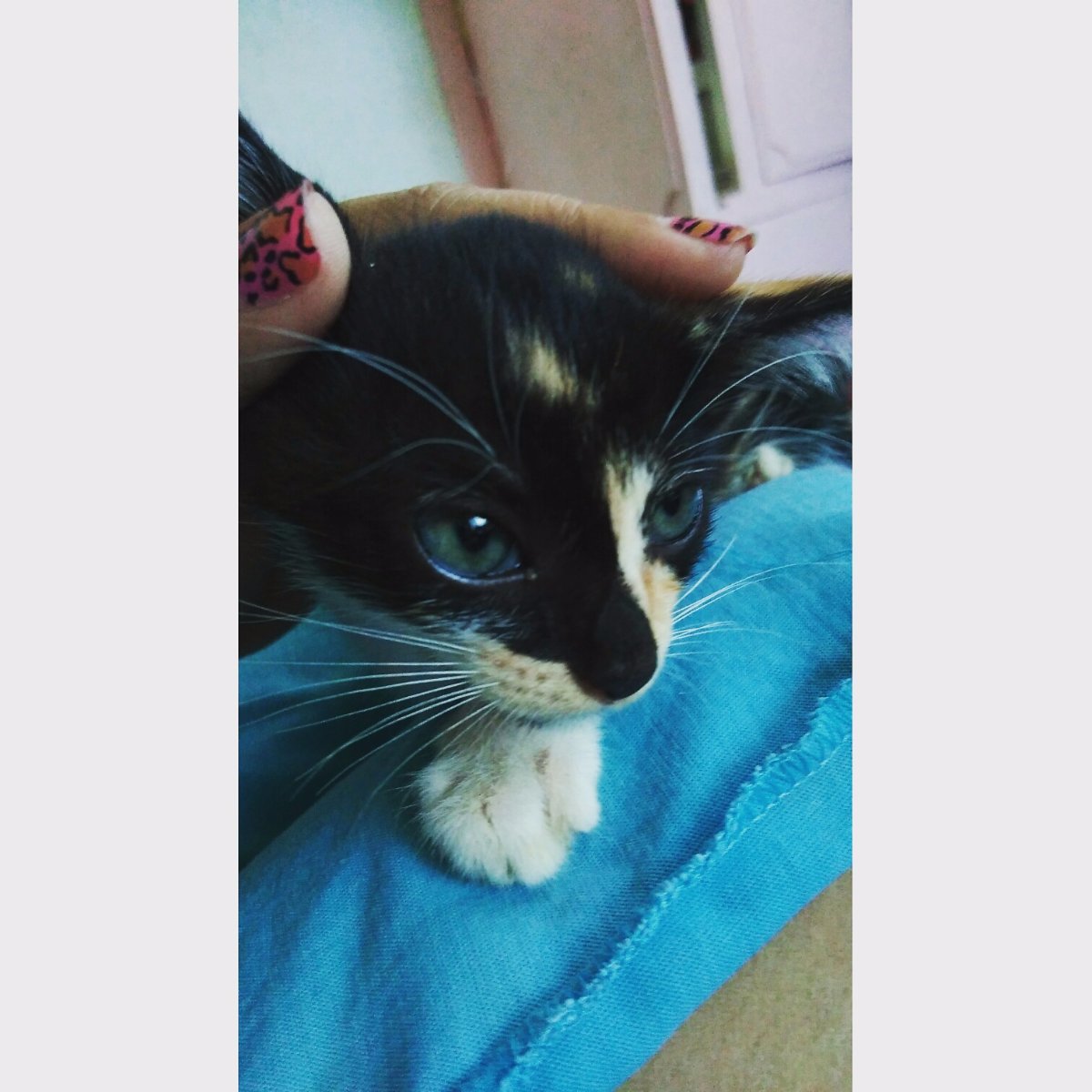 meet cutie 