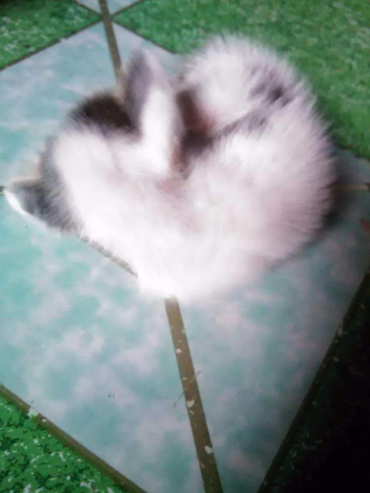 miss this furry thing