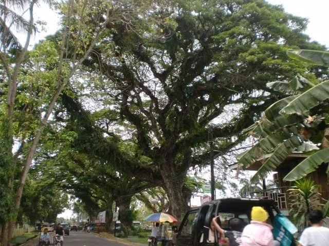 this tree is sooo big