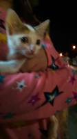 come here kitty kitty 