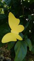 yellow and green
