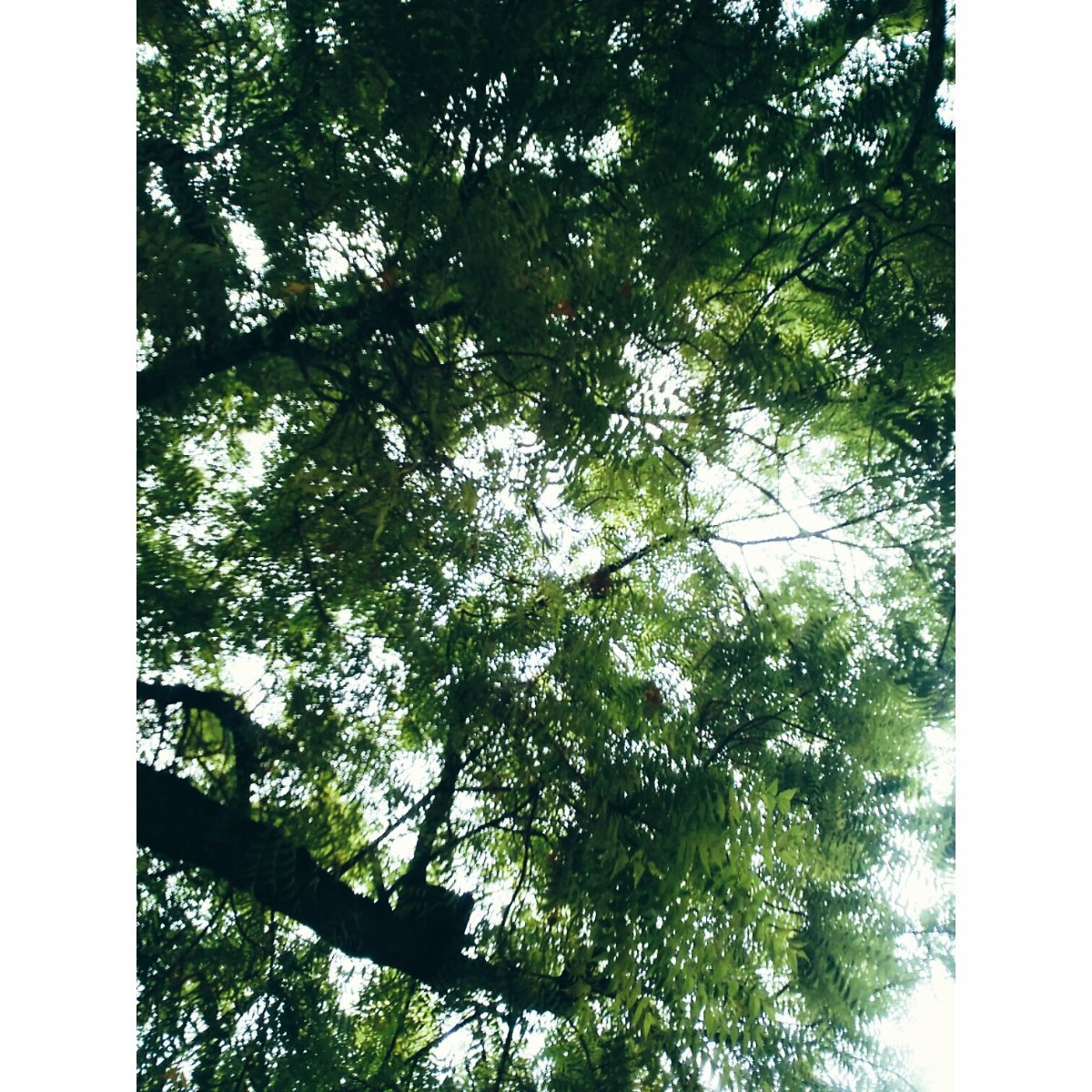 under the tree