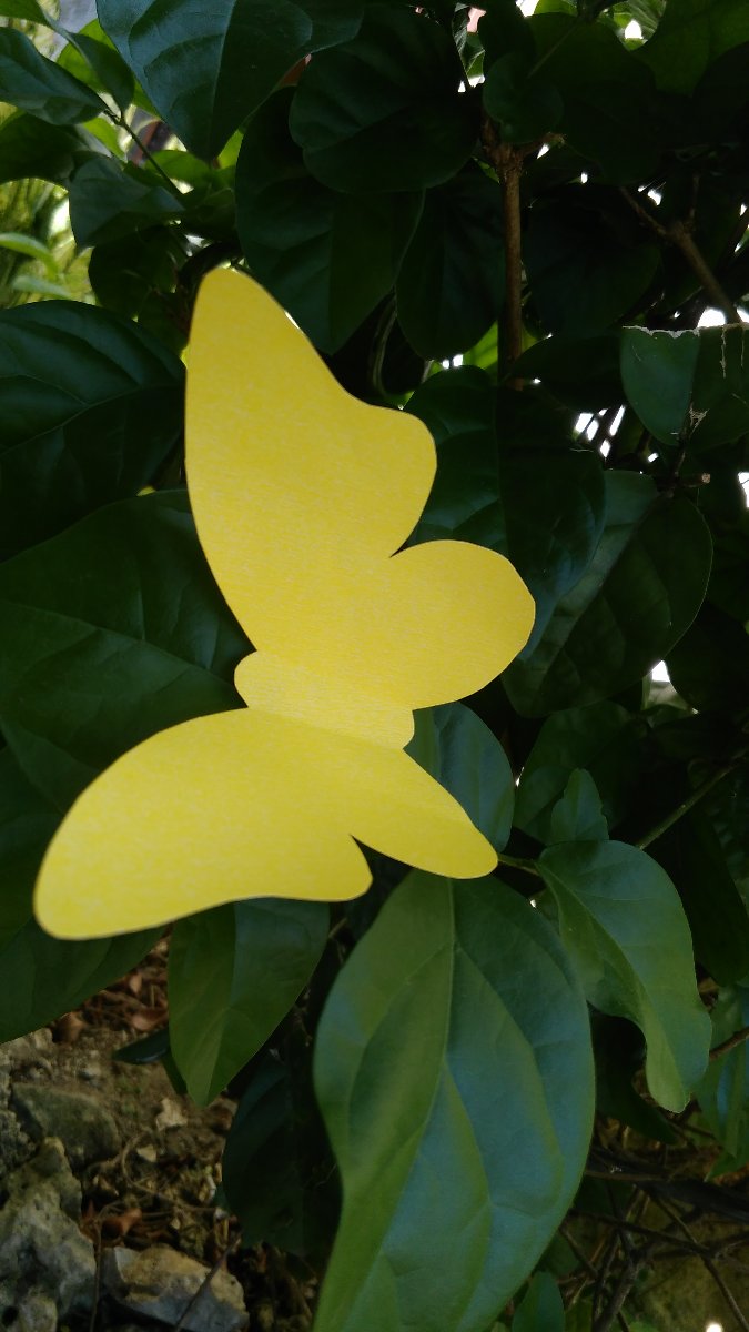 yellow butterfly