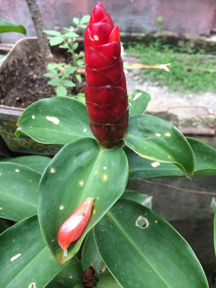 crocoma flower