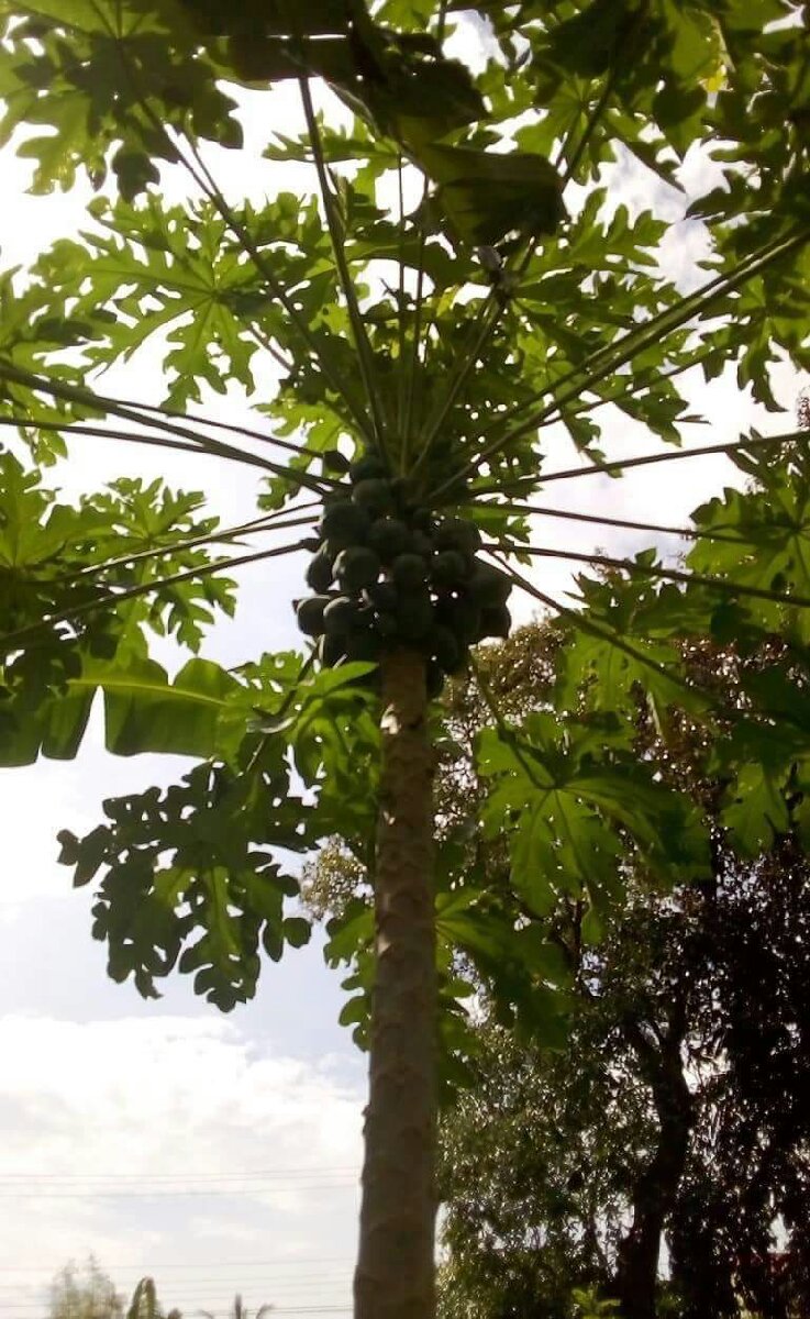 eat papaya better you will feel better 