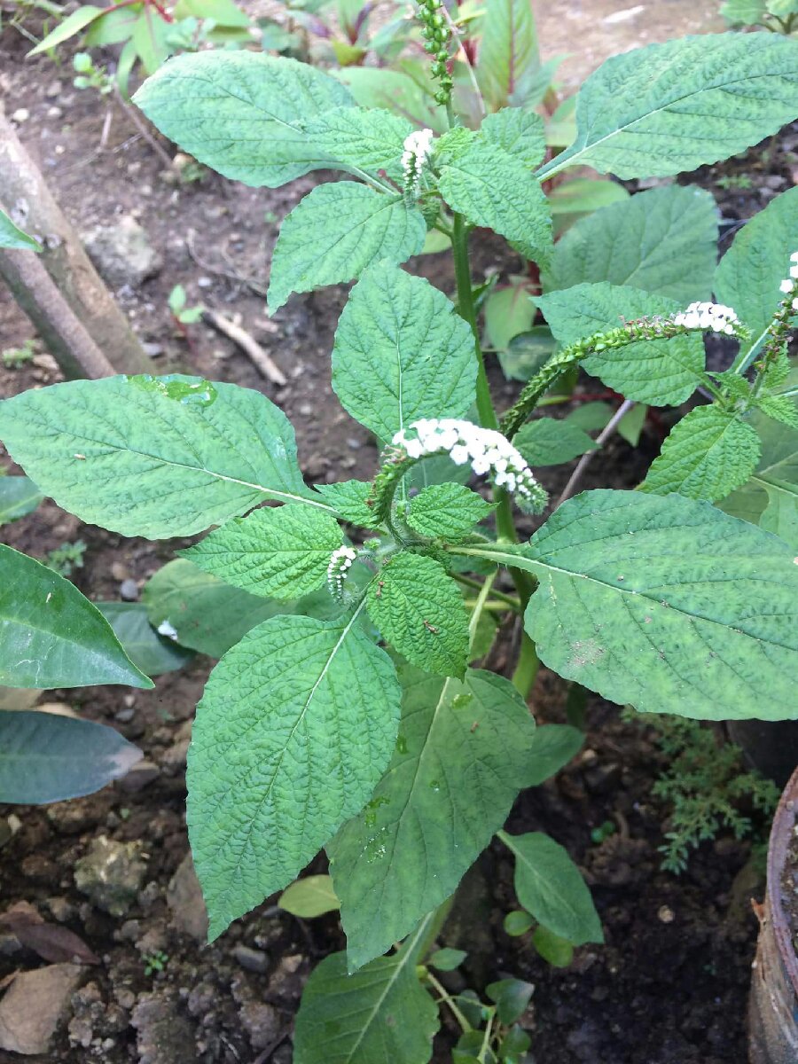 elephant plants