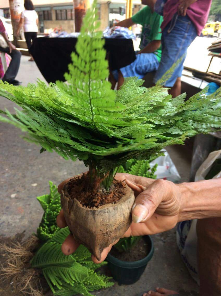 green plants brighten your works