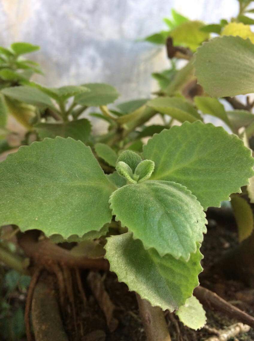 herbal leaves