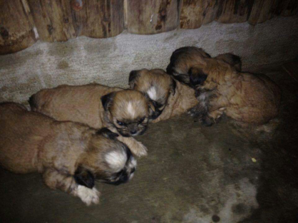 khourtney brothers and sisters
