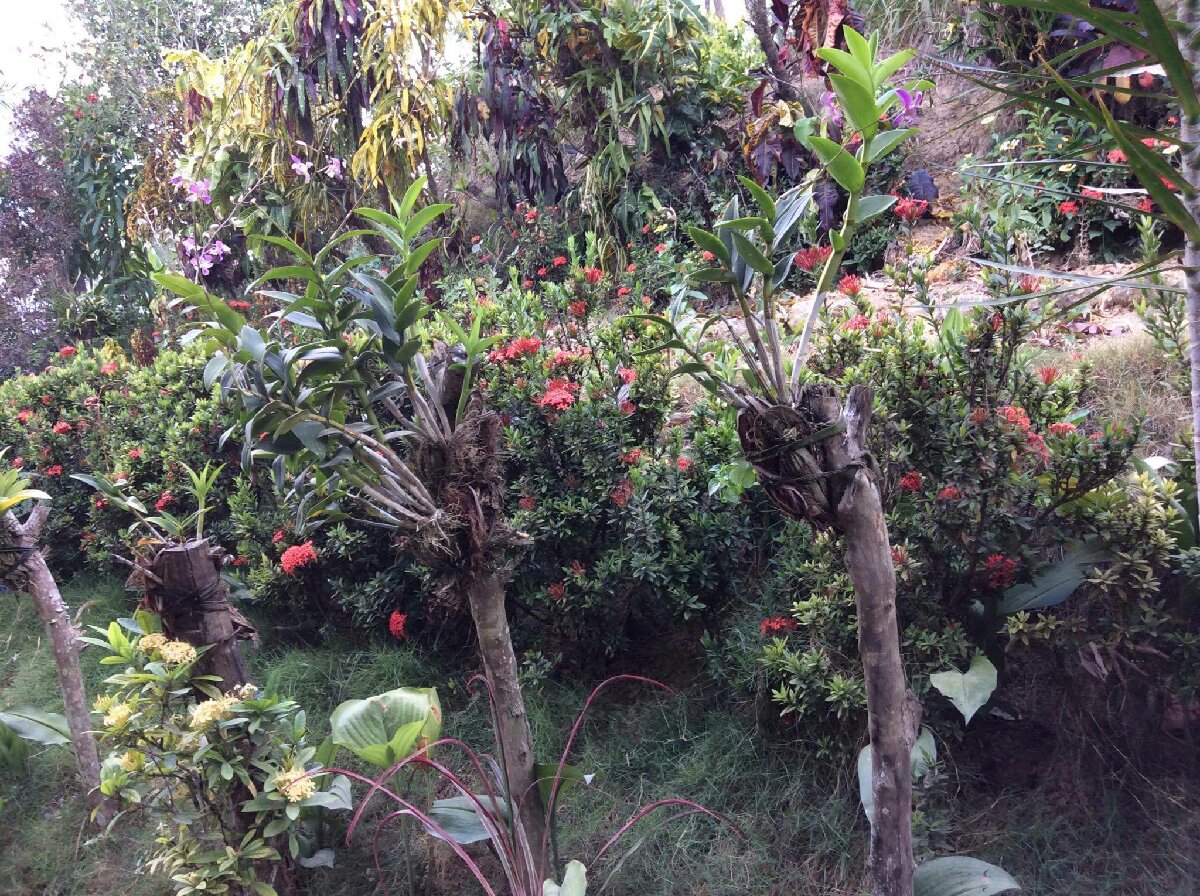 my titas garden