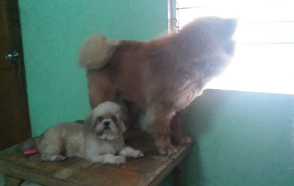 olaf and niki at ate bajings room