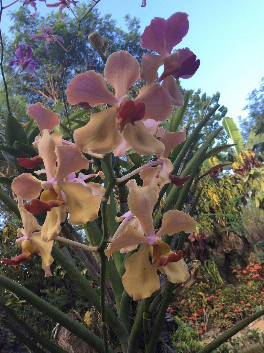 orchids