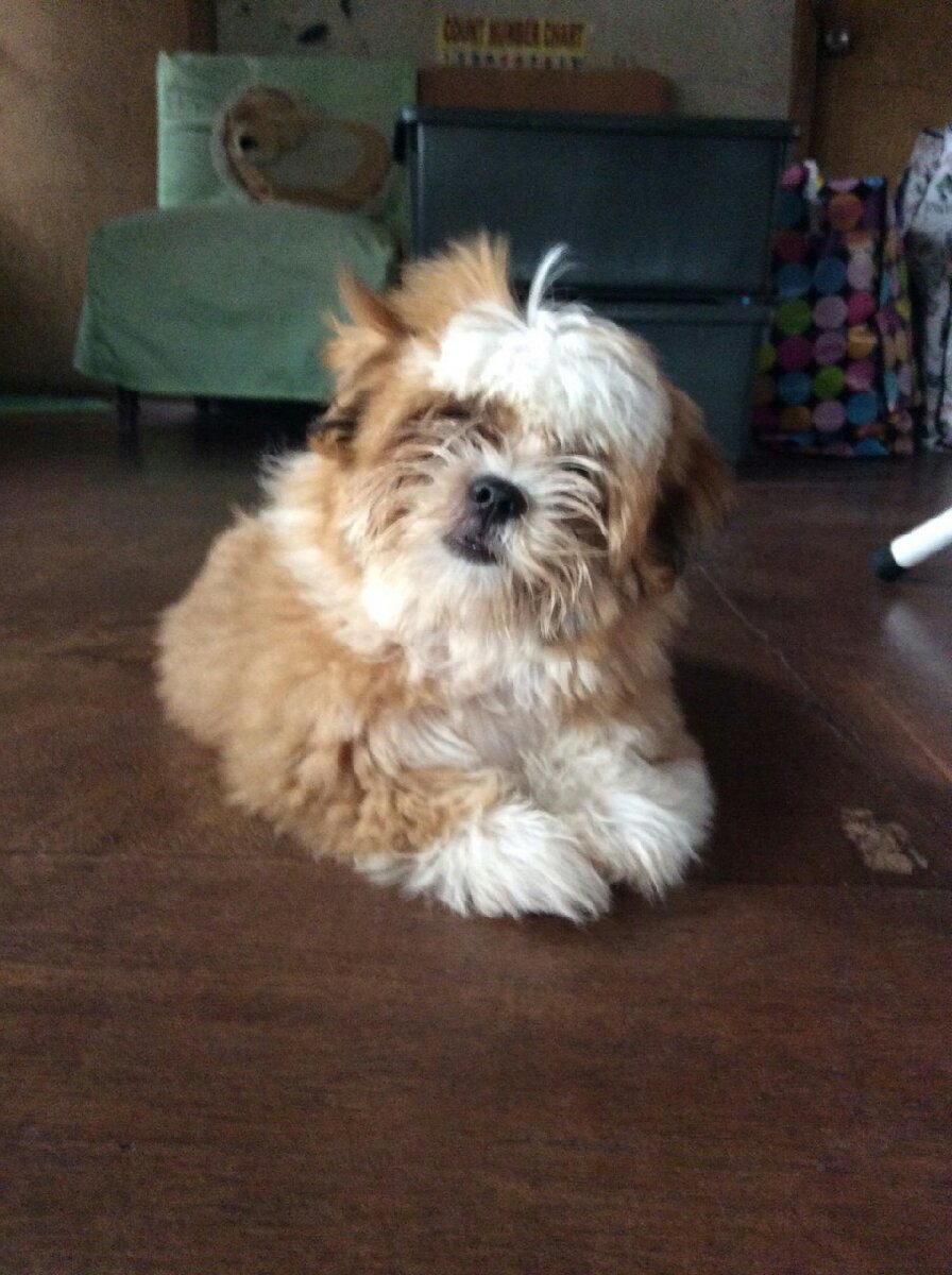 our little Koko