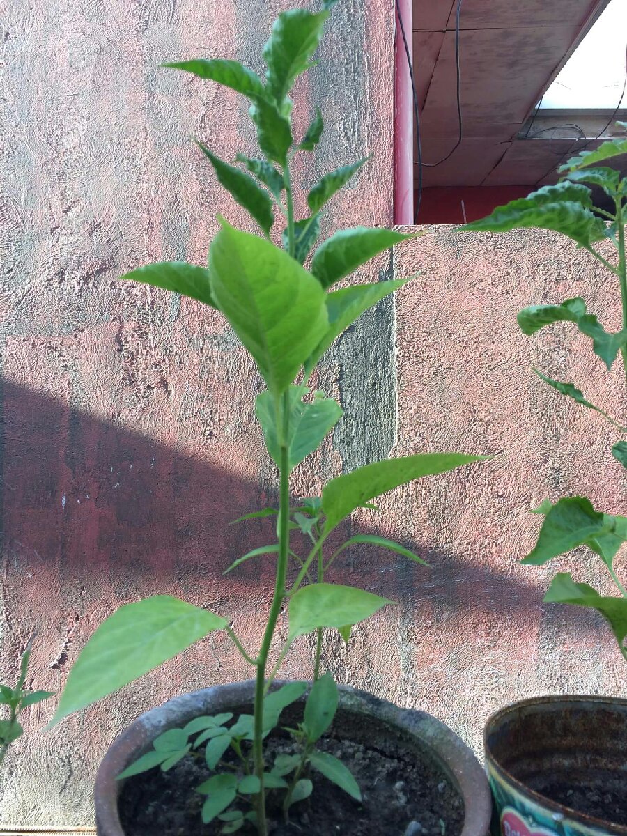 Photo uploaded by sebia134, 974