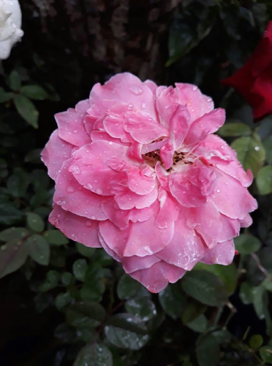 pink carnation flower