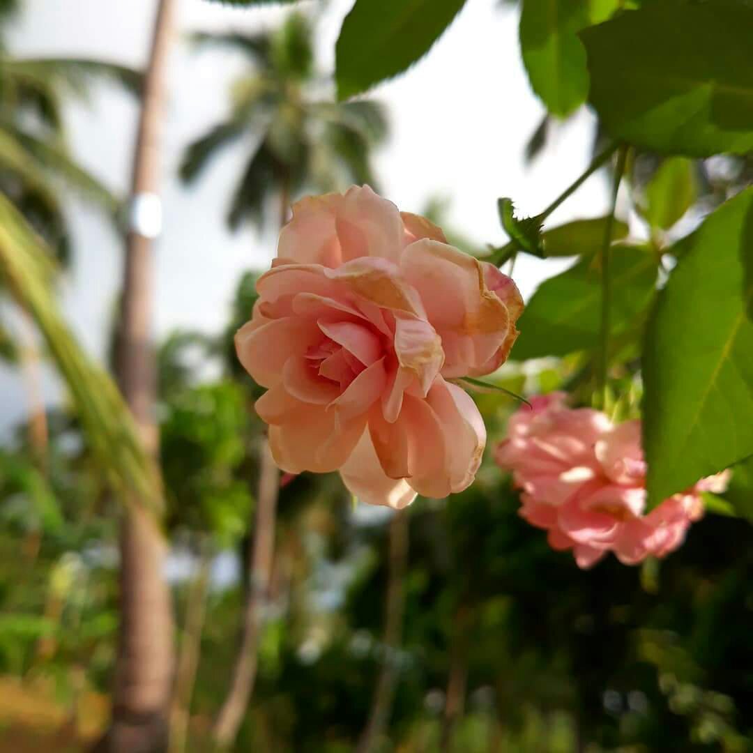pink rose