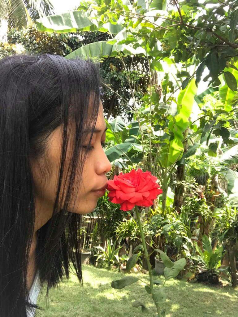 red rose 