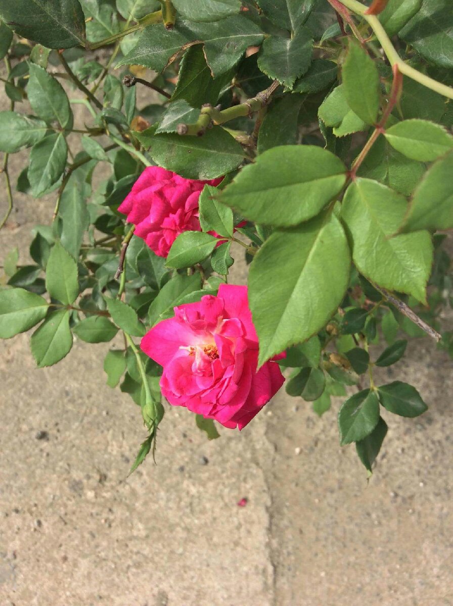 rose