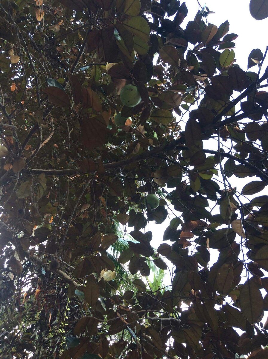 star apple