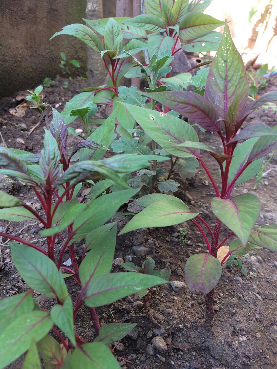 tapay tapay flower